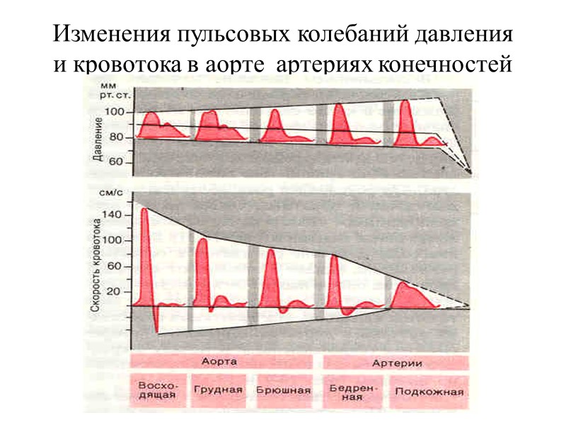 Изменения пульсовых колебаний давления и кровотока в аорте  артериях конечностей